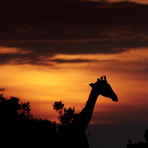 Kenya Safari | Photo Essay